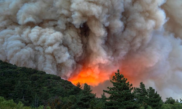 مسؤولو الغابات جنوب كاليفورنيا يدعمون قطع الأشجار والسكان غاضبون