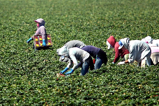 كاليفورنيا تقرر رفع أجور عمال المزارع الأجانب وإليكم تفاصيل الزيادة